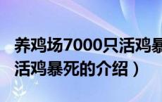 养鸡场7000只活鸡暴死（关于养鸡场7000只活鸡暴死的介绍）
