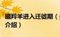 藏羚羊进入迁徙期（关于藏羚羊进入迁徙期的介绍）