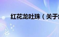 红花龙吐珠（关于红花龙吐珠的介绍）