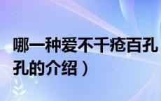 哪一种爱不千疮百孔（关于哪一种爱不千疮百孔的介绍）