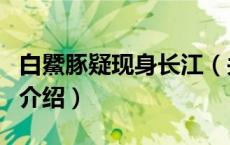 白鱀豚疑现身长江（关于白鱀豚疑现身长江的介绍）