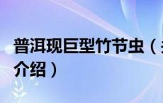 普洱现巨型竹节虫（关于普洱现巨型竹节虫的介绍）