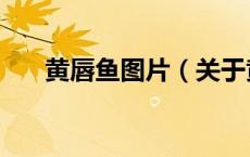 黄唇鱼图片（关于黄唇鱼图片的介绍）