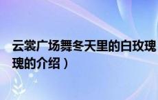 云裳广场舞冬天里的白玫瑰（关于云裳广场舞冬天里的白玫瑰的介绍）