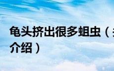 龟头挤出很多蛆虫（关于龟头挤出很多蛆虫的介绍）