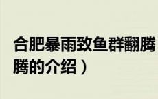 合肥暴雨致鱼群翻腾（关于合肥暴雨致鱼群翻腾的介绍）