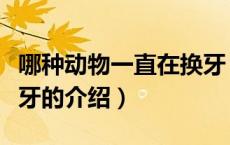 哪种动物一直在换牙（关于哪种动物一直在换牙的介绍）