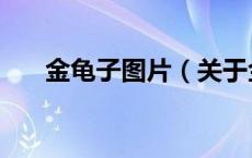 金龟子图片（关于金龟子图片的介绍）