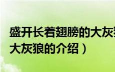 盛开长着翅膀的大灰狼（关于盛开长着翅膀的大灰狼的介绍）
