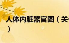 人体内脏器官图（关于人体内脏器官图的介绍）