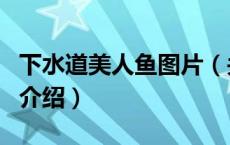 下水道美人鱼图片（关于下水道美人鱼图片的介绍）