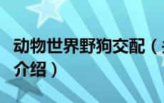 动物世界野狗交配（关于动物世界野狗交配的介绍）