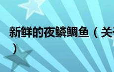 新鲜的夜鳞鲷鱼（关于新鲜的夜鳞鲷鱼的介绍）