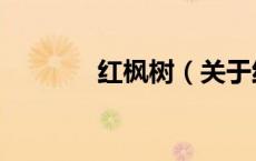 红枫树（关于红枫树的介绍）