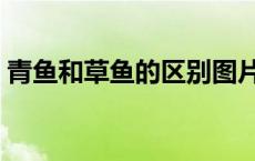 青鱼和草鱼的区别图片（青鱼和草鱼的区别）
