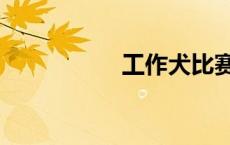 工作犬比赛（工作犬）