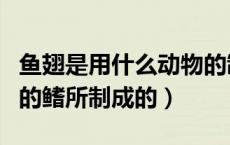 鱼翅是用什么动物的制成的（鱼翅是哪种动物的鳍所制成的）
