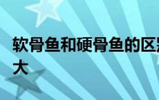 软骨鱼和硬骨鱼的区别比硬骨鱼和人的区别更大