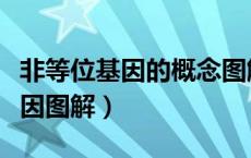 非等位基因的概念图解（等位基因和非等位基因图解）
