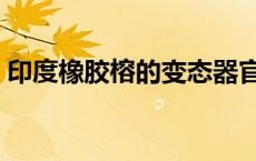 印度橡胶榕的变态器官是什么（印度橡胶榕）