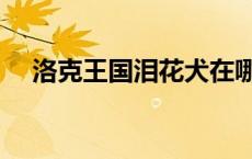 洛克王国泪花犬在哪（洛克王国泪花犬）
