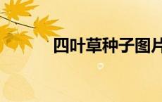 四叶草种子图片（四叶草种子）
