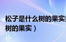 松子是什么树的果实多少钱一斤（松子是什么树的果实）