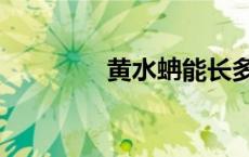 黄水蚺能长多大（黄水蚺）