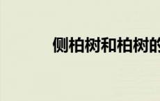 侧柏树和柏树的区别（侧柏树）