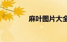 麻叶图片大全（麻叶图片）
