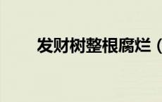发财树整根腐烂（发财树干全腐烂）