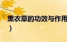 熏衣草的功效与作用?（熏衣草的功效与作用）