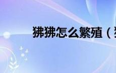 狒狒怎么繁殖（狒狒发情期配种）