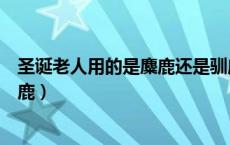 圣诞老人用的是麋鹿还是驯鹿（圣诞老人的鹿是麋鹿还是驯鹿）