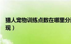猎人宠物训练点数在哪里分配（猎人的宠物训练点数如何出现）