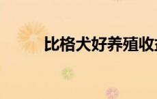 比格犬好养殖收益（比格犬好养）