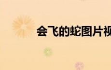 会飞的蛇图片视频（会飞的蛇）