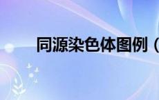 同源染色体图例（同源染色体图片）