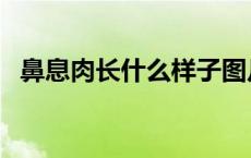 鼻息肉长什么样子图片（鼻息肉长什么样）