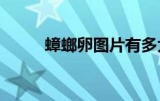 蟑螂卵图片有多大（蟑螂卵图片）