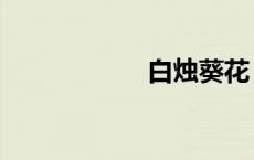 白烛葵花（白烛葵）