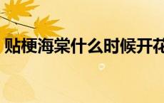 贴梗海棠什么时候开花（海棠什么时候开花）