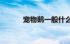 宠物鹅一般什么品种（宠物鹅）