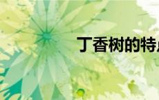 丁香树的特点（丁香树）