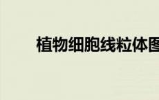 植物细胞线粒体图片（线粒体图片）