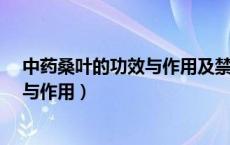中药桑叶的功效与作用及禁忌症有哪些?（中药桑叶的功效与作用）
