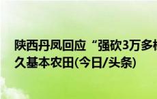陕西丹凤回应“强砍3万多棵国槐树”事件：属违规占用永久基本农田(今日/头条)