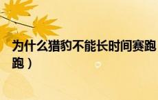 为什么猎豹不能长时间赛跑（为什么猎豹不能长时间快速奔跑）