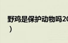 野鸡是保护动物吗2023年（野鸡是保护动物）