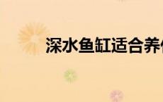 深水鱼缸适合养什么龟（深水鱼）